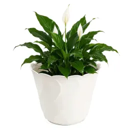 doniczka-okragla-26-x-19-cm-tworzywo-sztuczne-biala-wzor-skosny-kwiaty-duza