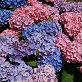 hortensja-ogrodowa-bouquet-rose-rozowe-wielkie-kule-sadzonka-p9
