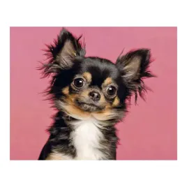 mozaika-diamentowa-haft-30x40-cm-pies-chihuahua-v2-flamingo-line