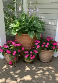 funkia-hosta-wu-la-la-sadzonka-1l-do-cienistych-zakatkow-ogrodu