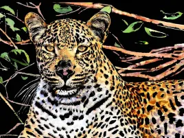 zdrapywanka-kopertowa-norimpex-gepard-405-x-285-cm