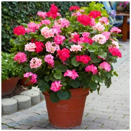 pelargonia-rabatowa-mix-kolorow-nasiona-01-g
