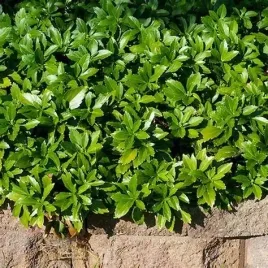 runianka-green-carpet-gesty-zielony-dywan-do-cienia-sadzonka-p9