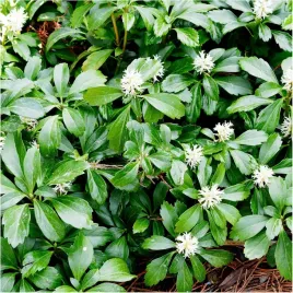 runianka-japonska-green-carpet-zimozielony-dywan-pod-drzewa-3-sztuki-p9