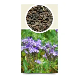 granum-facelia-blekitna-sala-1kg-nasiona-miododajne-poplon-dla-pszczol-uzyznia-glebe