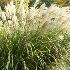 miskant-gracillimus-elegancka-trawa-ozdobna-do-ogrodu-i-donicy-sadzonka-p9
