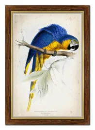 obraz-na-plotnie-kolorowa-papuga-67x97cm