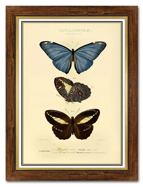 obraz-na-plotnie-dla-botanika-motyle-62x82cm