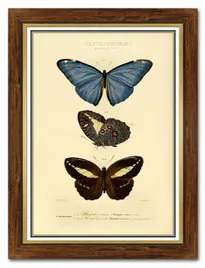 obraz-na-plotnie-dla-botanika-motyle-62x82cm