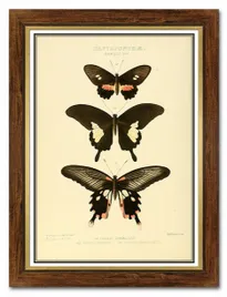obraz-na-plotnie-dla-botanika-motyle-62x82cm