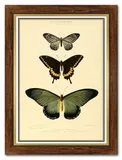 obraz-na-plotnie-dla-botanika-motyle-62x82cm