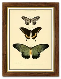 obraz-na-plotnie-dla-botanika-motyle-62x82cm