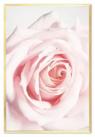 obraz-na-plotnie-roza-63x93cm