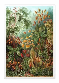 obraz-plakat-na-plotnie-przyroda-63x93cm