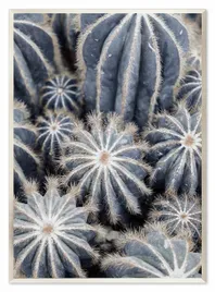 obraz-na-plotnie-kaktusy-53x73cm