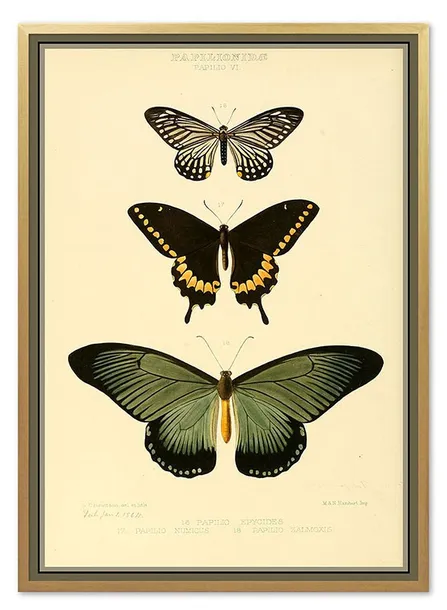obraz-na-plotnie-dla-botanika-motyle-53x73cm