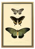 obraz-na-plotnie-dla-botanika-motyle-53x73cm