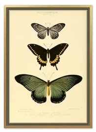 obraz-na-plotnie-dla-botanika-motyle-53x73cm