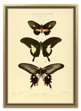 obraz-na-plotnie-dla-botanika-motyle-53x73cm