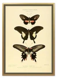 obraz-na-plotnie-dla-botanika-motyle-53x73cm