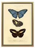 obraz-na-plotnie-dla-botanika-motyle-53x73cm