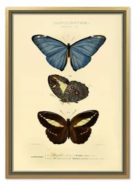 obraz-na-plotnie-dla-botanika-motyle-53x73cm