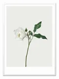 obraz-plakat-na-plotnie-przyroda-53x73cm