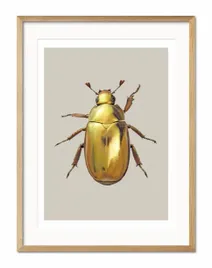 obraz-owad-33x43cm