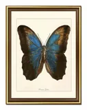 obraz-na-plotnie-dla-botanika-motyl-33x43cm