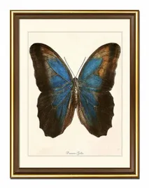 obraz-na-plotnie-dla-botanika-motyl-33x43cm