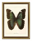 obraz-na-plotnie-dla-botanika-motyl-33x43cm