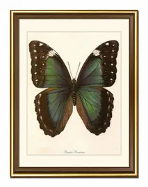 obraz-na-plotnie-dla-botanika-motyl-33x43cm