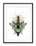 obraz-dla-botanika-owad-31x41cm