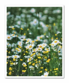 obraz-plakat-na-plotnie-przyroda-43x53cm