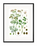 obraz-do-kuchni-ziola-21x26cm