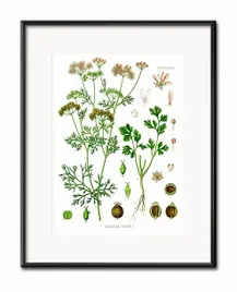 obraz-do-kuchni-ziola-21x26cm