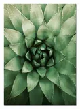 obraz-plakat-na-plotnie-50x70cm
