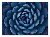 obraz-plakat-na-plotnie-50x70cm