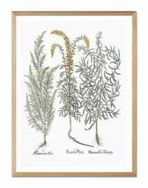 obraz-na-plotnie-ziola-33x43cm