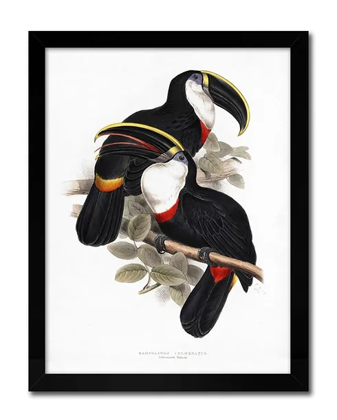 obraz-na-plotnie-czarne-papugi-33x43cm