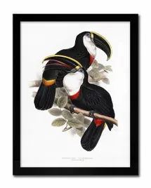 obraz-na-plotnie-czarne-papugi-33x43cm