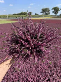 wrzos-paczkowy-calluna-liliane-p12-duza-sadzonka