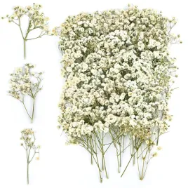 gipsowka-suszona-biala-100-szt-11-13cm-delikatne-kwiaty-do-majsterkowania
