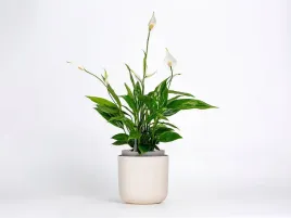 donica-samonawadniajaca-okragla-19-cm-bezowa-urbalive-tolita