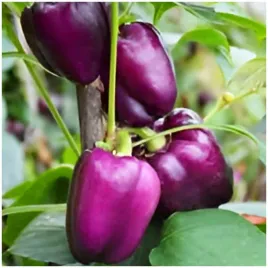 papryka-loran-oryginalna-fioletowa-nasiona-03g