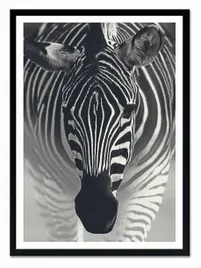 obraz-na-plotnie-zebra-53x73cm