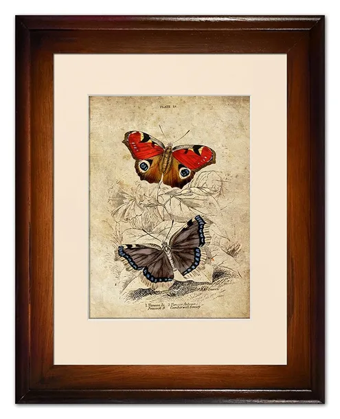 obraz-motyle-retro-37x47cm