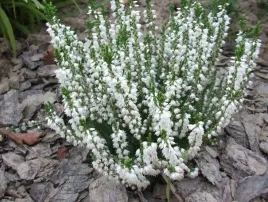 wrzos-long-white-bialy-calluna-paczkowy-do-donic-duza-sadzonka-p13