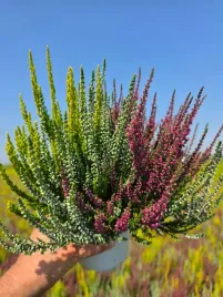 wrzos-paczkowy-trio-3-kolory-calluna-3w1-duze-sadzonki-p-13