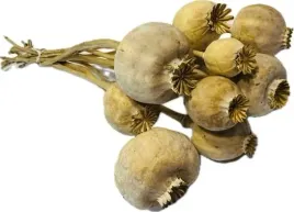 naturalna-suszona-makowka-mak-natura-10-sztuk-ozdoba-stroik-100-gram-maczki